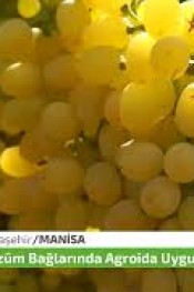 Üzüm Bağlarda son durum