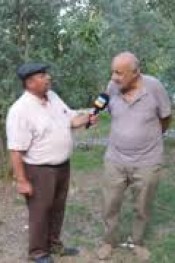 Gerze’de zeytincilik geçim kaynağı olacak