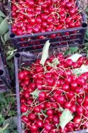 Kiraz’da hasat sonrası besleme