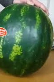 YERLİ KARPUZ TEZGAHA DÜŞTÜ!