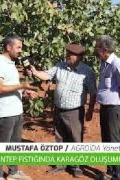 ANTEP FISTIĞINDA KARAGÖZ SORUNU ve ÇÖZÜMÜ