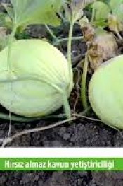 BU KAVUNU HIRSIZ BİLE ÇALMIYOR