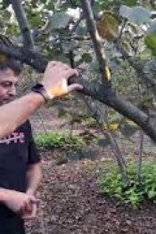 Fındık Üreticisine Dikkatine!.