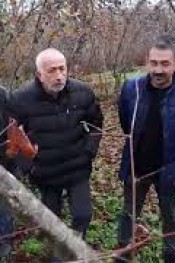 FINDIKDA YANLIŞ BUDAMA ve ÜRÜN KAYIBI