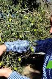 ZEYTİNDE YENİ ÇEŞİT