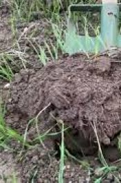 Buğdayda ezber bozan uygulama