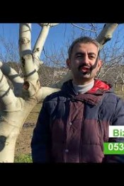 Ceviz ağaçlarındaki  kanseri nasıl yendi ?