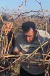 ÜZÜM ÜRETİCİLERİNİN DİKKATİNE!..