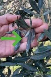 ZEYTİNDE HALKALI LEKEYE DİKKAT!..