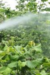 FINDIK ÜRETİCİLERİNİN DİKKATİNE!