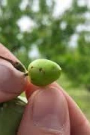 KİRAZINIZI KURTAMAK İÇİN 48 SAATİNİZ VAR!