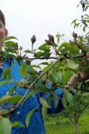 MEYVECİLERİN DİKKATİNE!