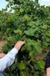 Fındık da Külleme ve Kurşuni Küf uyarısı