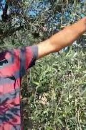 BİR YIL VAR! BİR YIL YOK!