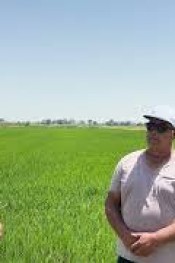 Yanan çeltiğini nasıl kurtardı