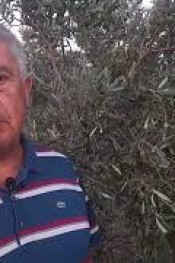 ZEYTİN ÜRETİCİSİ ADNAN ŞENKUL