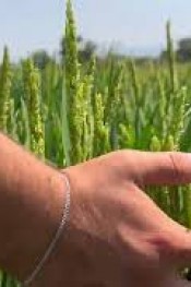 ÇELTİK ÜRETİCİSİ ANLATTI