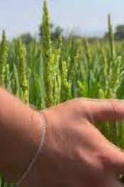 ÇELTİK ÜRETİCİSİ BAŞARISINI ANLATTI