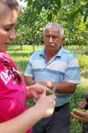 CEVİZ İÇ KURDUNA KARŞI UYARI