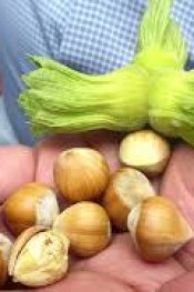 FINDIKCILAR HASAT İÇİN GÜN SAYIYORLAR