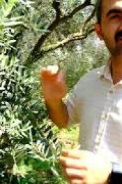 ZEYTIN ÜRETİCİLERİNE HALKALI LEKE UYARISI.