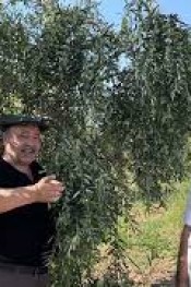 60 ağaçtan nasıl 6 ton zeytin aldı..