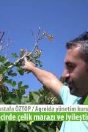 İncirde Çelik Marazı ve Çözüm yolları..