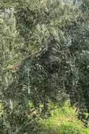 ZEYTİN ÜRETİCİLERİ İÇİN ÇOK ÖNEMLİ