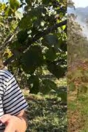 FINDIK ÜRETİCİLERİNİN DİKKATİNE!