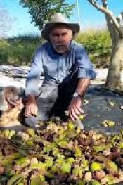 Tüccar Kilosuna 130 TL Teklif verdi..