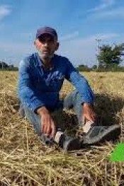 YENİ ÇEŞİT BALDO BAFRAYI SEVDİ