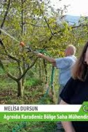 CEVİZ HASATI SONU 1. UYGULAMA