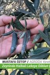 Halkalı Lekeye Şeker Hastalığı Benzetmesi