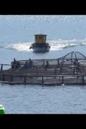 HADİ BALIĞA GİDELİM