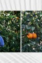 NARENCİYE ÜRETİCİSNİN DİKKATİNE