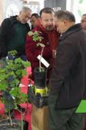 FINDIKDA TEK GÖVDE DÖNEMİ BAŞLADI