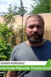 Bafra’da Zeytin Bahçelerine İlgi Artıyor!